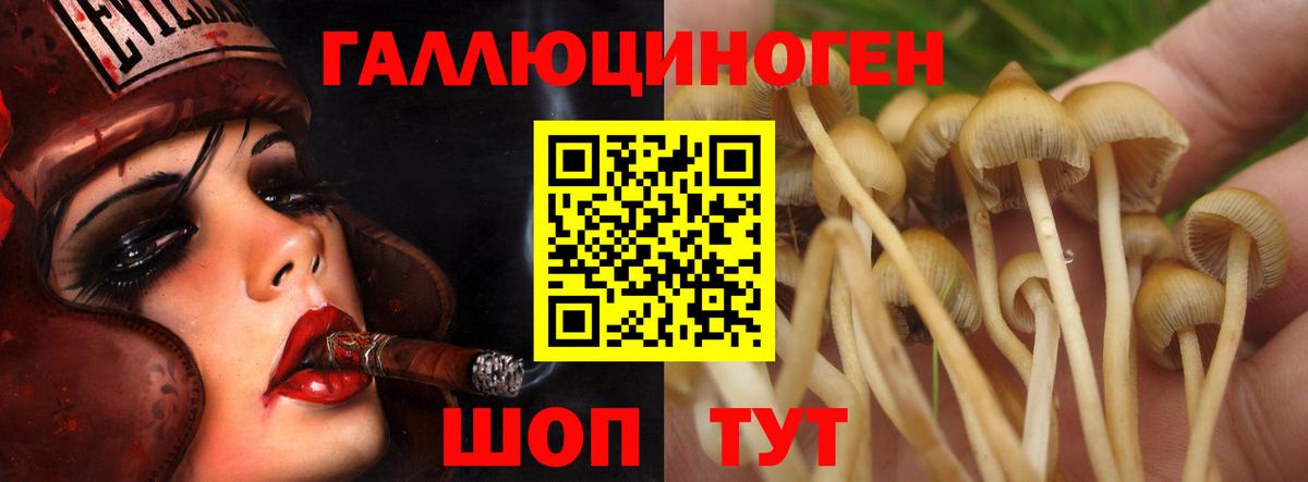 Псилоцибиновые грибы Psilocybe Кольчугино